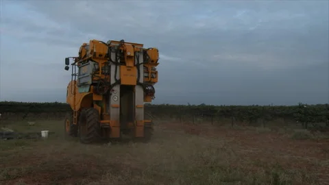 2017, Sept. 6 Brownfild,  TX Harvesting of wine grapes in Texas, 4K. Stock Footage 257951463