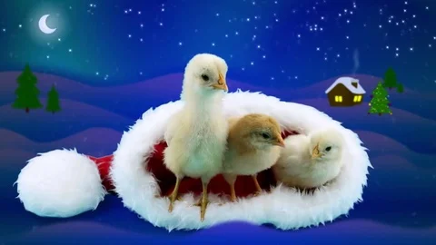 2017 winter night with three small yellow roosters relaxing in Santa Claus hat Stock Footage 69123313