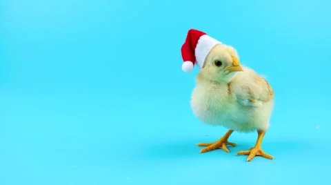 2017 year of the rooster, small cock in red Santa Claus hat Stock Footage 68457183