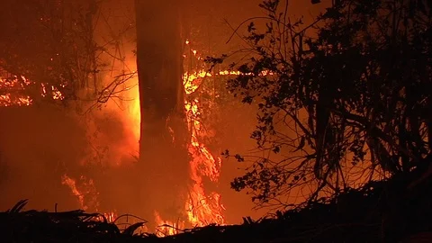 2018 - a fire burns a tree trunk in a forest during the Holiday Fire in Goleta, Stock Footage