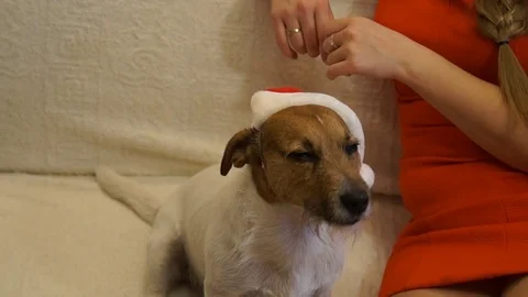 2018 Year of the Dog. Stock Footage 83026784