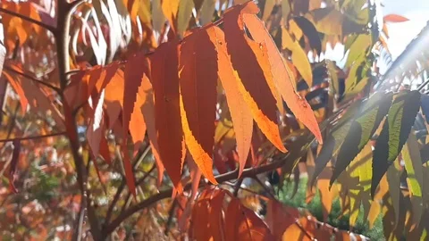 20181004 144223 Stock Footage 96444243