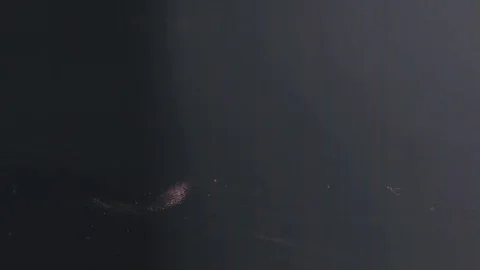 20181128 brushes for blush 1 스톡 동영상 101486805