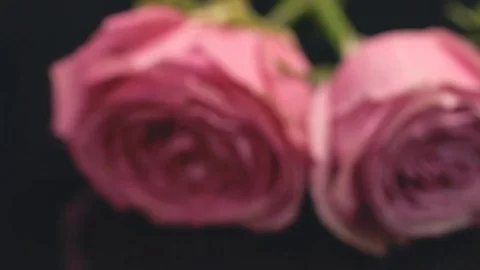 20181128 roses 10 Stock Footage 102583983