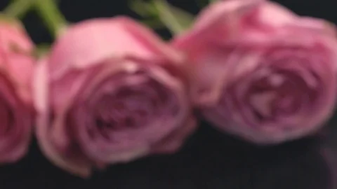 20181128 roses 11 스톡 동영상 102583961