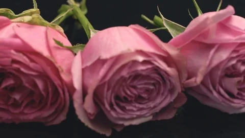 20181128 roses 2 動画素材 101838221