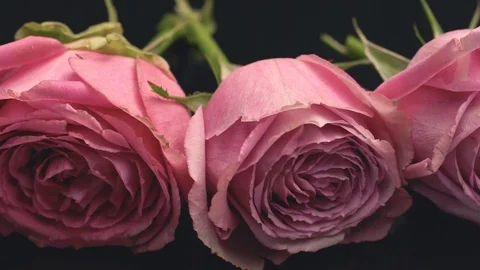 20181128 roses 3 動画素材 102583965