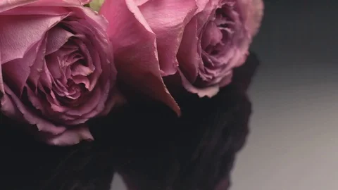 20181128 roses 4 Video stock 102088996