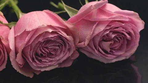 20181128 roses 5 스톡 동영상 102583990