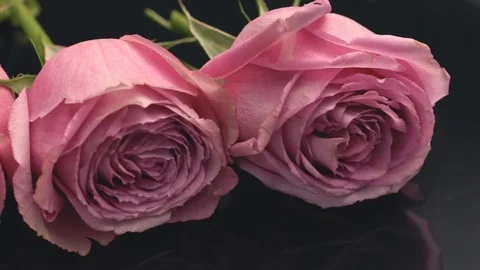 20181128 roses 6 Stock Footage 102089089
