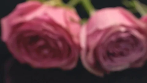 20181128 roses 7 Video stock 102583971