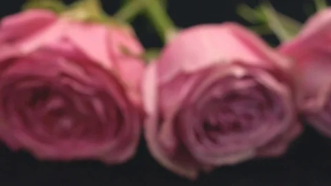 20181128 roses 8 動画素材 101838218