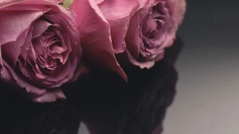 20181128 roses 9 動画素材 101838190