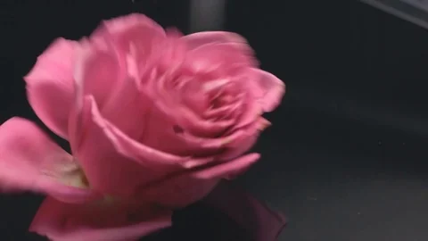 20181128 rosesfall 1 動画素材 101838202