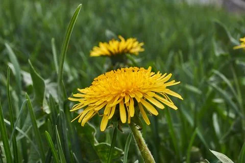2019-05-07_3 Dandelions bloom on the lawn in the garden Stock Photos