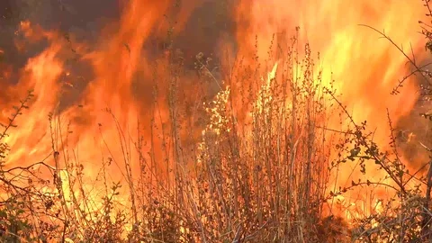 2019 - close up of a generic forest fire or brush fire burning and consuming dry Video stock 120959710