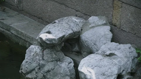 2019 Jun 08, Jiaxing. Chipmunk climbs weathered gray stone waterfront next to Stock Footage 345484279