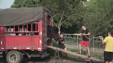 2019 Jun 08, Jiaxing. Men pull rope maneuvering large brown bull along paved Stock Footage 345136504