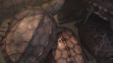2019 Jun 08, Jiaxing. Small patterned turtles clustered tightly in dim enclosure Stock Footage 345488482