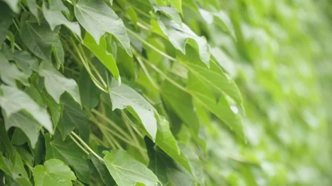 2019 Jun 09, Jiaxing. Close-up of dense lush ivy foliage Stock Footage 345591777