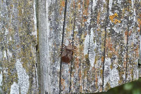 2019.09.01_41 The bedbug Coreus marginatus sits on an old board in the garden. Stock Photos
