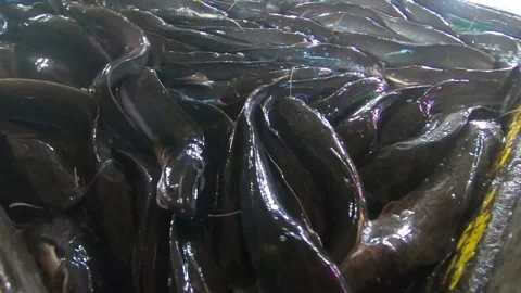 2020.0328 catfish closeup slowmo Stock Footage 130929008