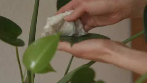 20200401 Plants Cleaning 01 Stock-Footage 127500233