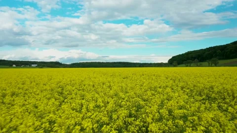 20200502 DRONE rapeseed fields with castle background 02 1 Stock Footage 131349172