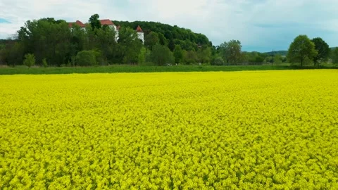20200502 DRONE rapeseed fields with castle background 02 2 Stock Footage 131360184