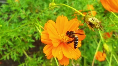 20200912 Bee on flower Stock Footage 139621937