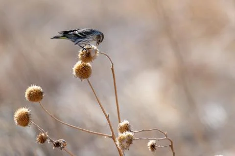 20201231000052a Foto stock