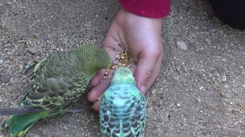 2020:CABO SAN LUCAS MEXICO.Person Feeding Birds Eating Plumage Colorful Wild Stock Photos