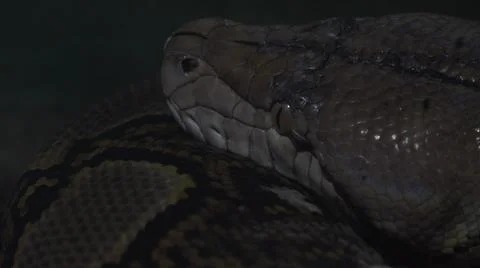 2020:CABO SAN LUCAS MEXICO.Python About To Eat The Prey Stock Photos