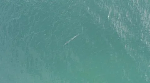 2020:EAST CAPE BCS MEXICO.Floating Object In Clear And Gentle Sea 스톡 사진