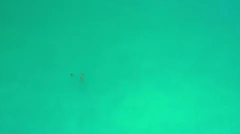 2020:LOS CABOS MEXICO.Three Dark Objects In Calm Blue Green Ocean Water Moving Stock Photos