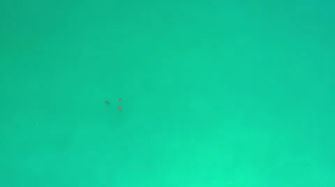2020:LOS CABOS MEXICO.Three Dark Objects In Calm Blue Green Ocean Water Moving Stock Photos