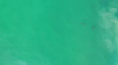 2020:LOS CABOS MEXICO.Three Objects That Look Like Some Sort Of Animal Flying Stock Photos