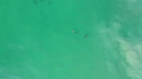 2020:LOS CABOS MEXICO.Three Objects That Look Like Some Sort Of Animal Flying Stock Photos