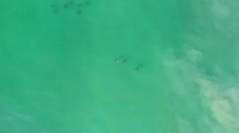 2020:LOS CABOS MEXICO.Three Objects That Look Like Some Sort Of Animal Flying Foto stock