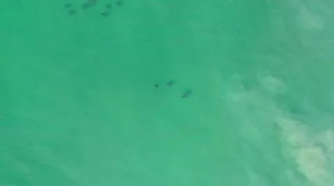 2020:LOS CABOS MEXICO.Three Objects That Look Like Some Sort Of Animal Flying Foto stock
