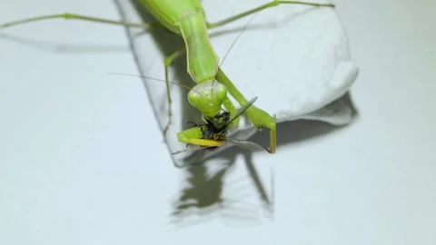 2021-08-20 Ordinary mantis (lat. Mantis religiosa) eats flies. Stock Footage 167743228