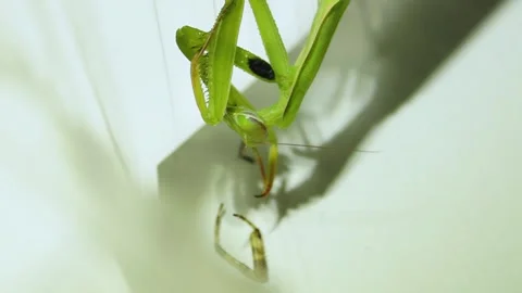 2021-08-24_7_2 Ordinary mantis (lat. Mantis religiosa) eats a spider. Stock Footage 167743310