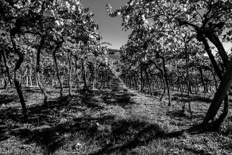 2021 10 16 Soave rows of vines Stock Photos