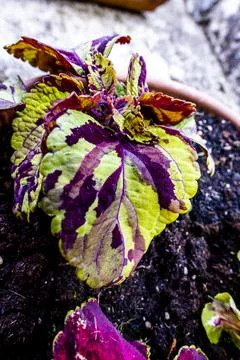 2021 4 27 Sovizzo Coleus scutellarioides 1 Stock Photos