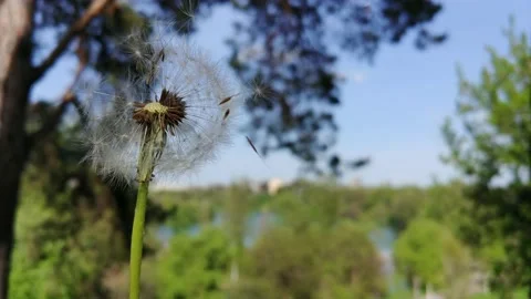 2021-442-1 dandelion Stock Footage 155281959