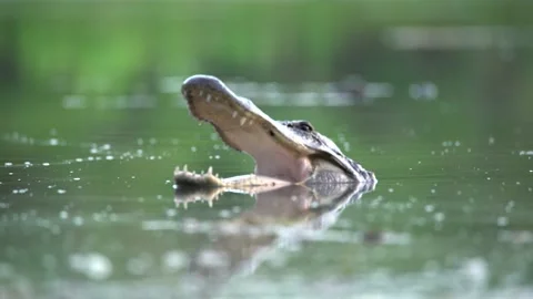 2021 - An alligator opens its jaws while swimming in the Florida Everglades. Stockbeeldmateriaal 155751718