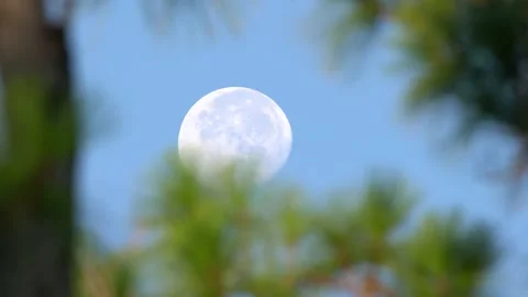 2021 - Close-up of the moon moving across the sky as seen through pine trees. Stock Footage 155751665