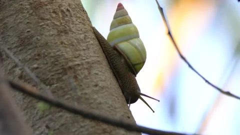 2021 - Close-up of a tree snail crawling down a tree in the Florida Everglades. Stock Footage 155751595