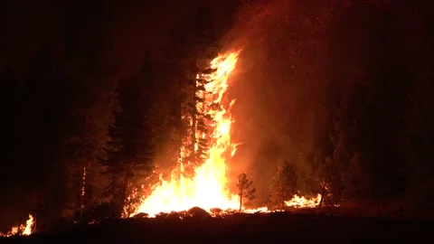 2021 - The Dixie Fire burns pine tree forest in Northern California at night. Stock Footage 159131935