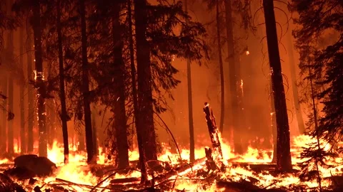 2021 - The Dixie Fire burns unchecked in a forest in Northern California at Stock Footage 159131900